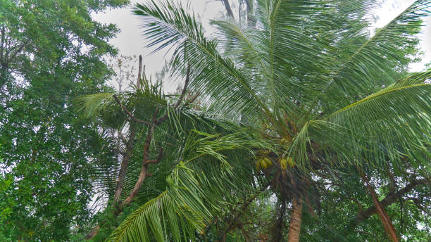 istock Coconut tree (cocos nucifera) in forest waving in the wind during severe tropical storm with heavy rainfall. 1279648900