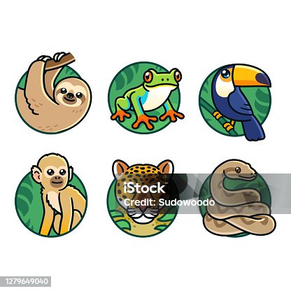 234 Rainforest Frog Drawing Illustrations & Clip Art - iStock