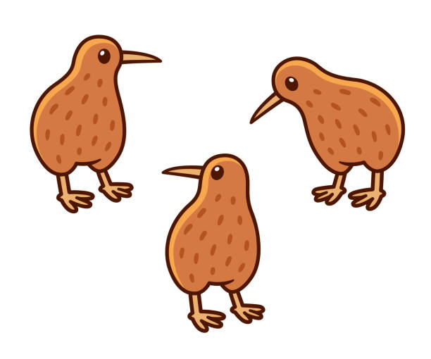 Kiwi Bird Cartoons Illustrations, Royalty-Free Vector Graphics & Clip Art -  iStock