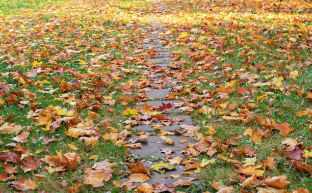 Free Stock Photo of Pathway covered with fallen autumn leaves blending ...