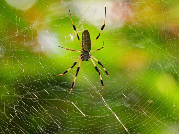 golden silk orb weaver spider (nephila) w swojej sieci - orb web spider zdjęcia i obrazy z banku zdjęć
