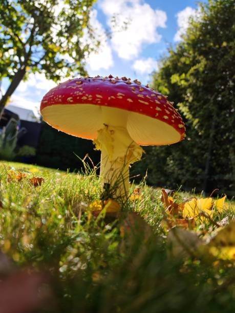 istock Red fly agaric in the autumn garden 1279652578
