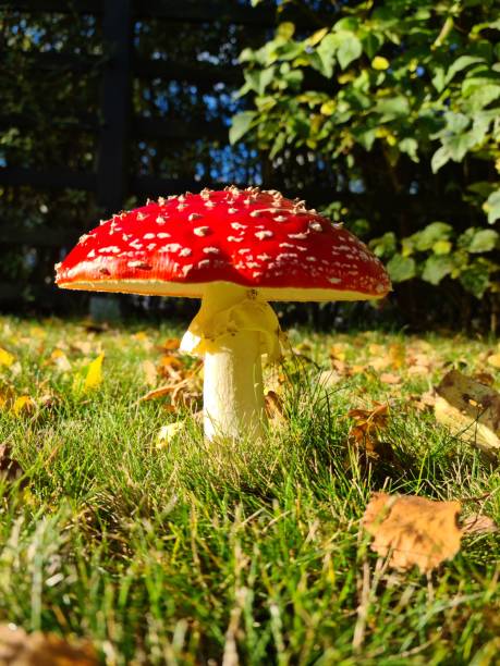 A red fly agaric mushroom in the autumn garden in Sweden