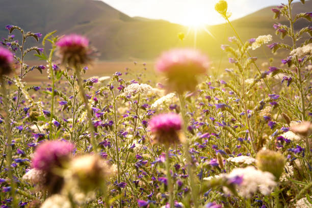 istock Wild flowers field in sunlight in summer 1279653072