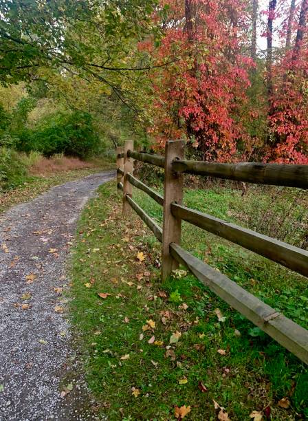istock Autumn Walk in the Woods 1279654067