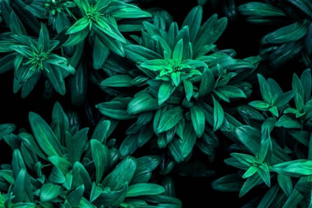 closeup nature view of green leaf texture, dark wallpaper concept, nature background, tropical leaf