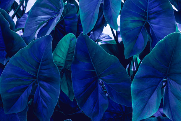 istock closeup nature view of green leaf background 1279654126