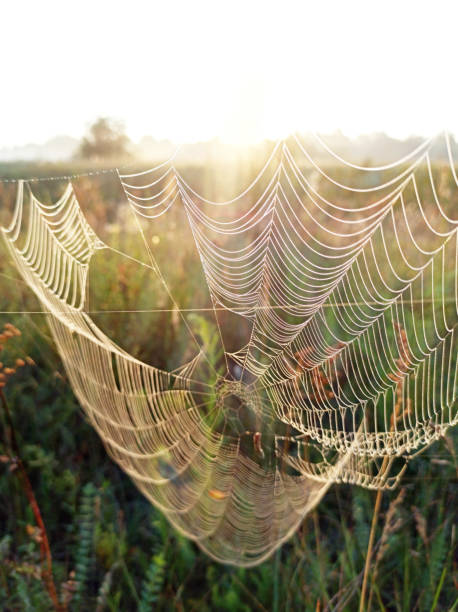 istock Plant is wrapped in wet web at dawn. Water droplets on cobweb 1279654179