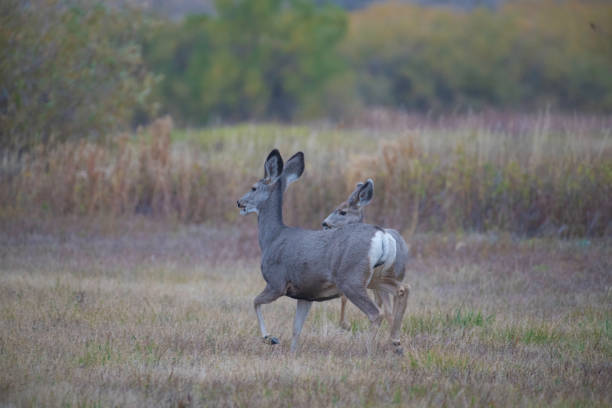 Blacktail Deer adult female pooping while looking at camera