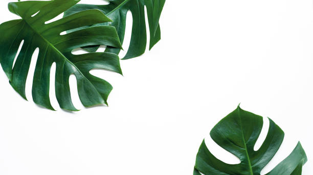 istock closeup beautiful Monstera leaf isolated on white background 1279654353