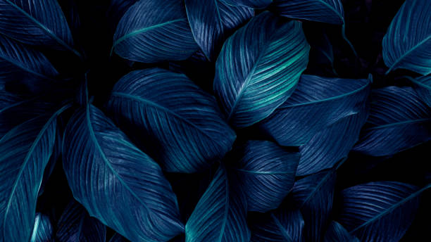 istock closeup nature view of dark green leaf background 1279654362