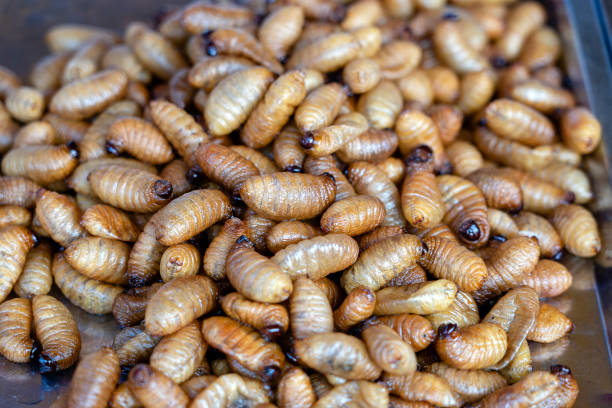 Fried silk worms delicious in street food in Thailand. Close up Fried silk worms delicious in street food in Thailand. They are deep fried until reaching a complete state of crispness, heavily salted, and eaten as a protein enriched snack. fried insects for snack thai food at market stock pictures, royalty-free photos & images