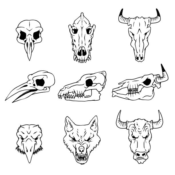 벡터 두개골과 까마귀, 늑대와 버팔로 고립 된 그림의 머리. - animal skull stock illustrations