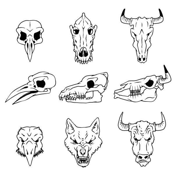 向量頭骨和烏鴉頭,狼和水牛孤立的插圖。 - 動物頭骨 幅插畫檔、美工圖案、卡通及圖標