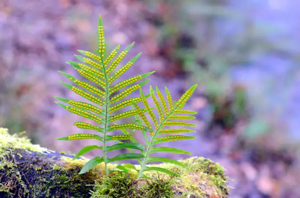 Leaves of common polypody (Polypodium vulgare) with sporangia in sight