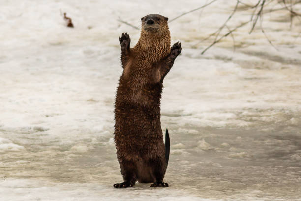 The North American river otter, Lontra canadensis, also known as the northern river otter or the common otter, is a semiaquatic mammal endemic to the North America. Playing in the snow and  by the Yellowstone River in the winter, Yellowstone National Park, Wyoming.  Playing.