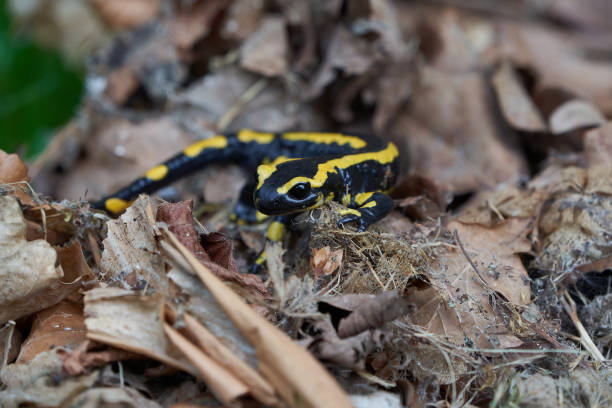 istock Three Fire salamanders Salamandra salamandra Portrait Amphibian 1279656698