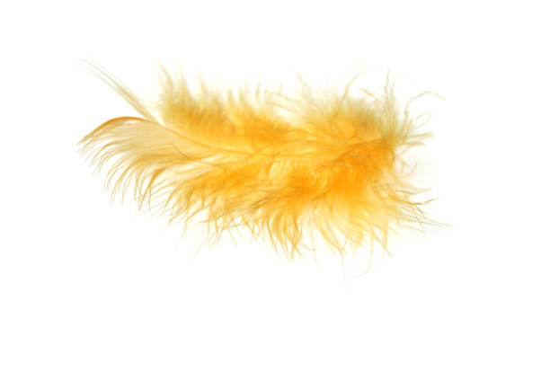 istock Close-up decorative bird feather onvvwhite background. Soft focus. 1279656870