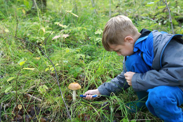 istock Child cutting mushroom in forest 1279656999