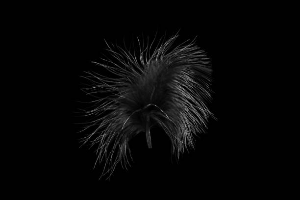 istock Black bird's feather isolated on black background 1279657011