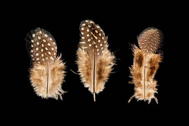 istock Three brown bird feathers isolated on black background 1279657057