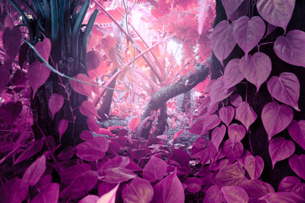 Tropical jungle fabulous forest with plants. Nature green background.
