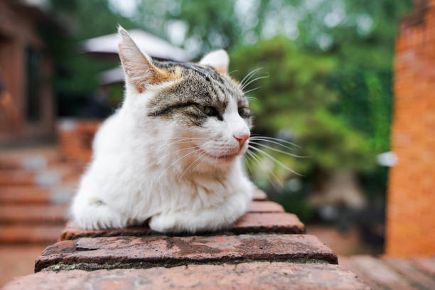 istock Stray cat lying on the red brick wall to rest 1279657203