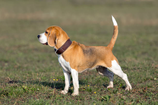 istock Beagle on the green grass looks to the side 1279657690