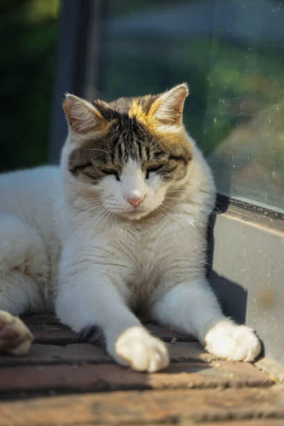istock White cat lying on the street to rest 1279657877