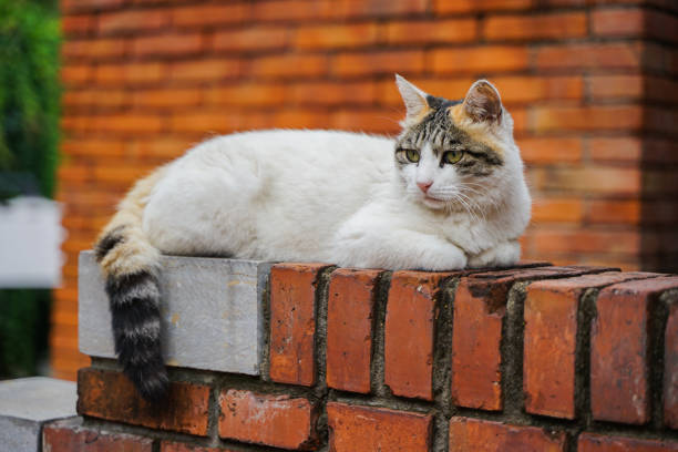 Stray cat lying on the red brick to rest