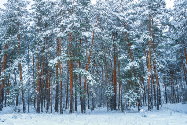 istock closeup winter fir forest in a snow 1279660022