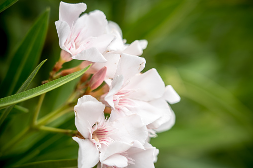 White Oleander flowers with green background