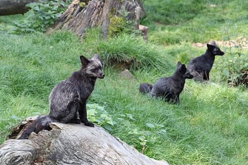A grey fox family in a zoo.