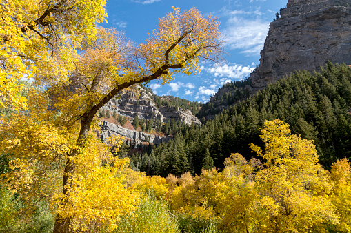 This shot shows the very bright colors of changing leaves on the trees near the Upper Falls waterfall in Provo Canyon, Utah.  In the background is a canyon between two, rocky mountain peaks.