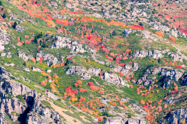 kuvapankkikuvat ja rojaltivapaat kuvat aiheesta kauniita värejä puiden vaihtamiseen y-vuorella provo utahin itäpuolella - brigham young university
