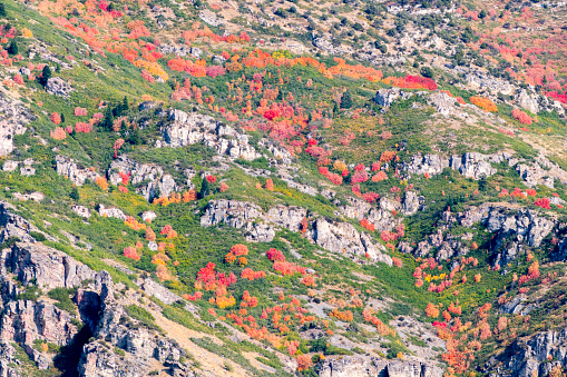 This shot shows the very bright colors of changing leaves on the trees covering Y Mountain east of Provo Utah.  This shot was taken in September of 2020 when the colors were particularly bright and stood out against the mountainside.