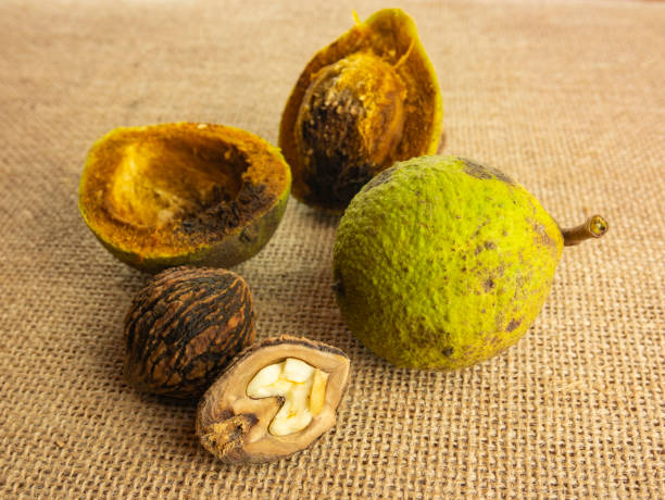 istock Juglans nigra, black walnut. Composition of nuts, green, whole with shell, opened and broken. Black walnut kernel. 1279661396
