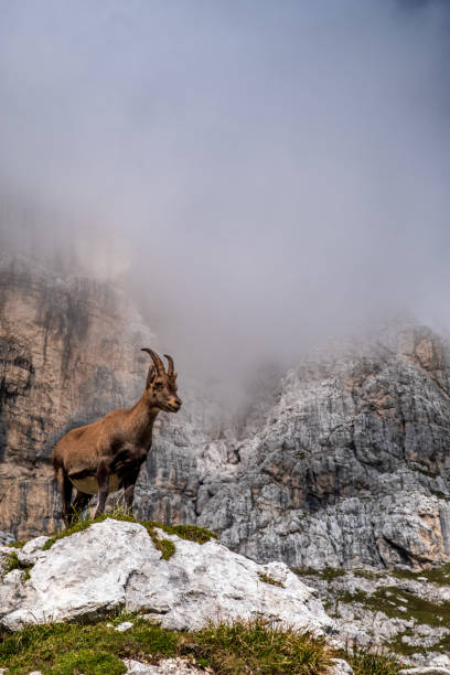 istock Capricorns in the Julian Alps 1279661401