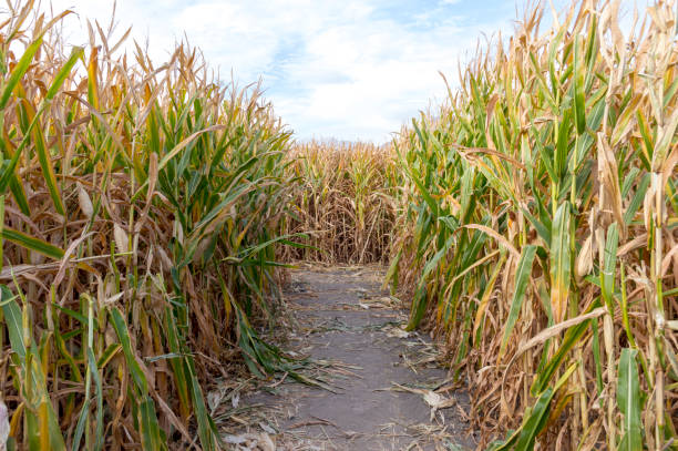 This shot shows the inside of a corn maze found in a pumpkin patch during October.  The maze and pumpkin patch have become part of a traditional harvest festival and many farms near commercial centers set up mazes and pumpkin patches to attract visitors.