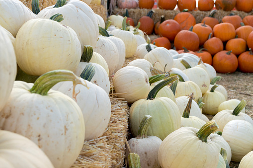 These miniature white pumpkins are on display at a pumpkin patch.  Customers pick out a pumpkin for carving Halloween Jack O' Lanterns.  This pumpkin patch also has a variety of autumn related activities for customers to enjoy