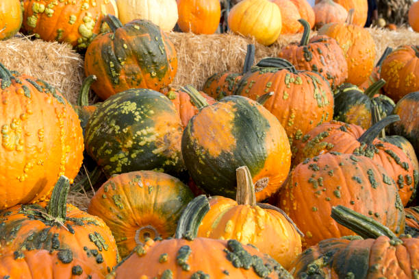 istock Grotesque Pumpkins on Display at a Pumpkin Patch Stand 1279661455
