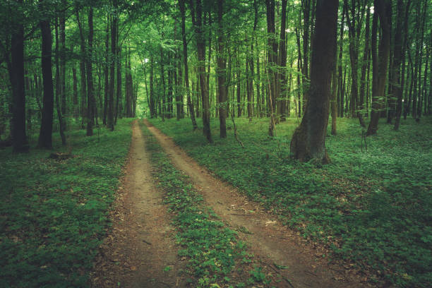istock Ground road through green leafy forest 1279661651