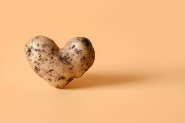 Abnormal ugly potato in shape of heart on beige background. Concept love organic homegrown vegetables. Close up. Copy space.