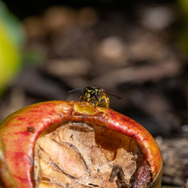 istock Vespula germanica, european yellow jacket wasp eating a discarded apple 1279661913