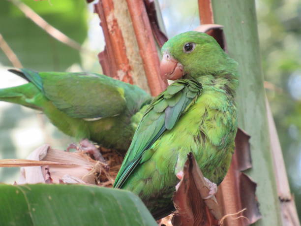 istock Two green parakeet birds on a Musa tree 1279662081