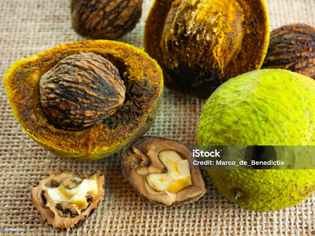 Juglans nigra, black walnut. Composition of nuts, green, whole with shell, opened and broken. Black walnut kernel. Black Walnut Tree Stock Photo