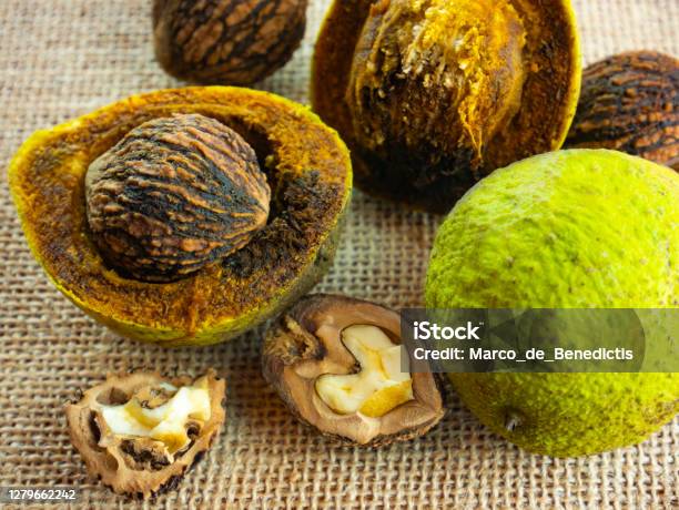 Juglans Nigra Black Walnut Composition Of Nuts Green Whole With Shell Opened And Broken Black Walnut Kernel Stock Photo - Download Image Now