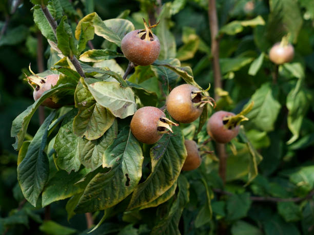 istock Mature medlar fruits on the branches 1279663127