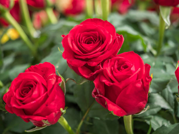 istock Royal Rose, exhibition, Poland 1279664545