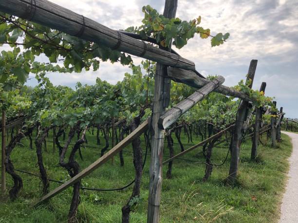istock Vineyard in Southtyrol 1279664548